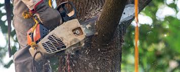 Tree and Shrub Care in Beeville, TX